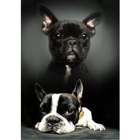 Kutyás Bulldog polár takaró 100x140cm