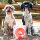 Hello Kitty Pink kisállat ajándék szett 3 db-os